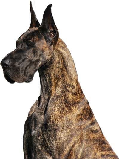 Great Dane - Brindle - Great Dane (399x532), Png Download