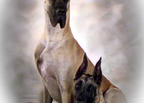 Some Of The Old Dogs - Saint (500x357), Png Download