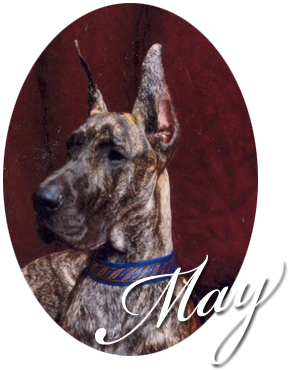 Rojon's Come What May - Great Dane (323x384), Png Download