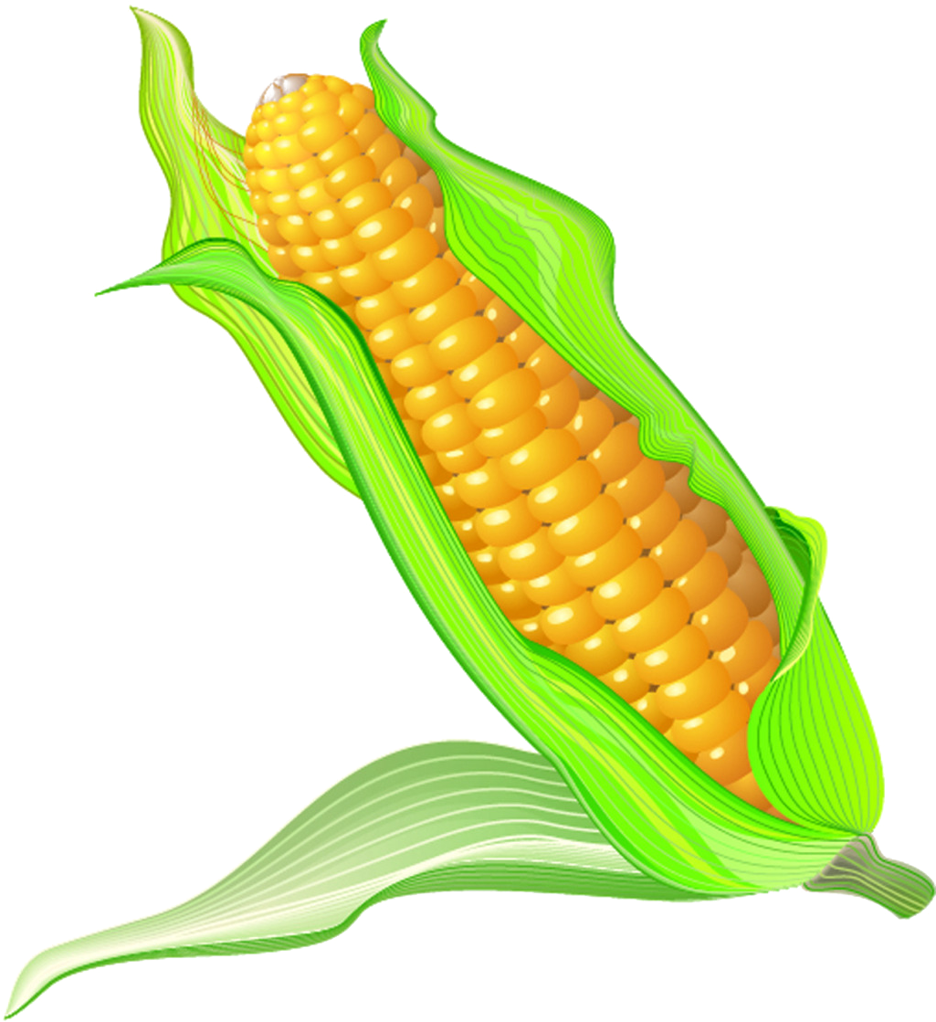 On The Cob Cartoon Transprent Png Free - Cartoon Corn On The Cob (1024x1238), Png Download