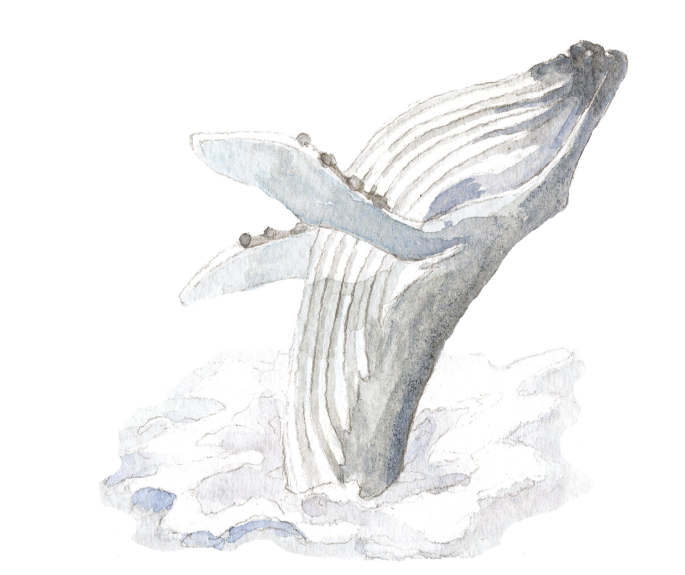 Rsz Whale - Sketch (2368x2102), Png Download