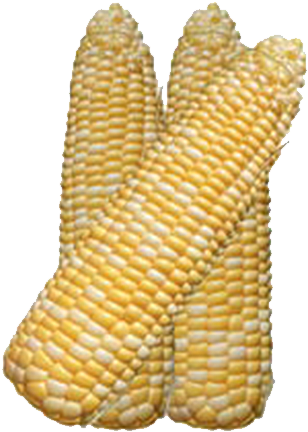 Commercial - Genetics (510x510), Png Download