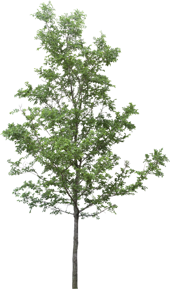 Tree Png Download - Tree Png All (600x1030), Png Download