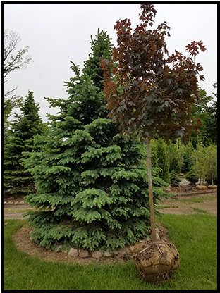 The Family Can Be Credited With Planting Over - Redwood (550x415), Png Download