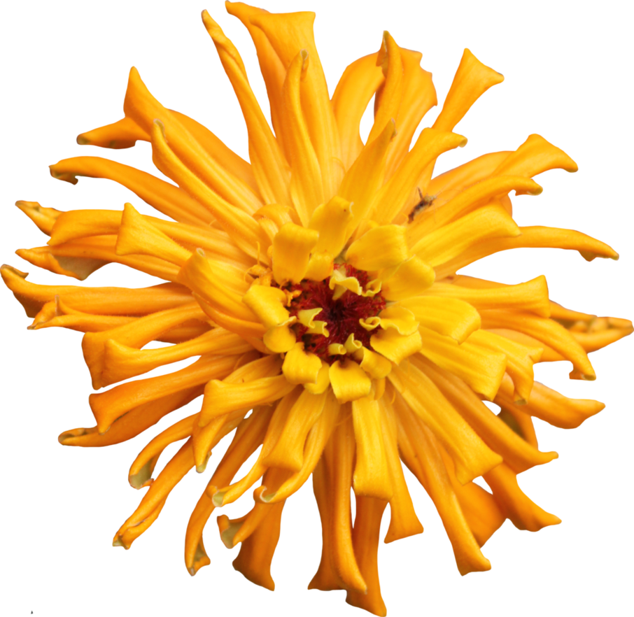 Orange Cactus Zinnia By Thy - Transparent Cactus Flower Png (906x882), Png Download