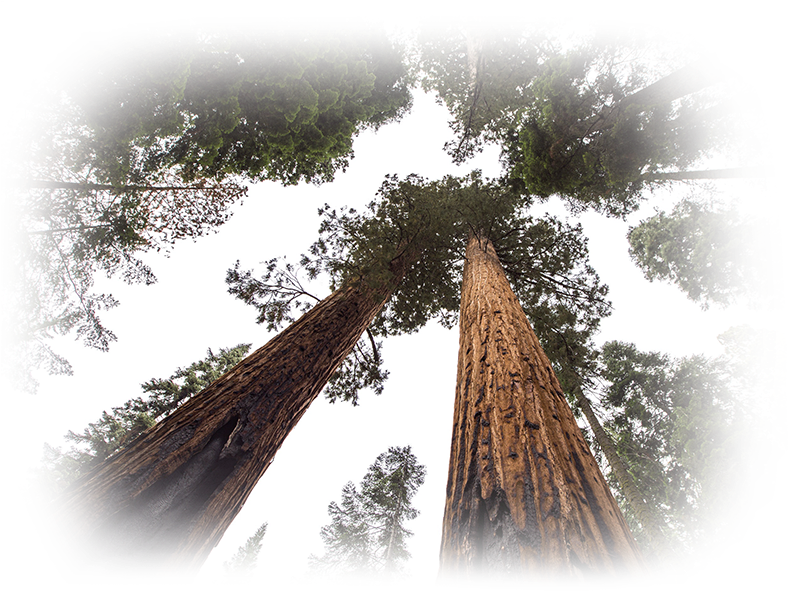 Tree Care Professionals - Tree (800x600), Png Download