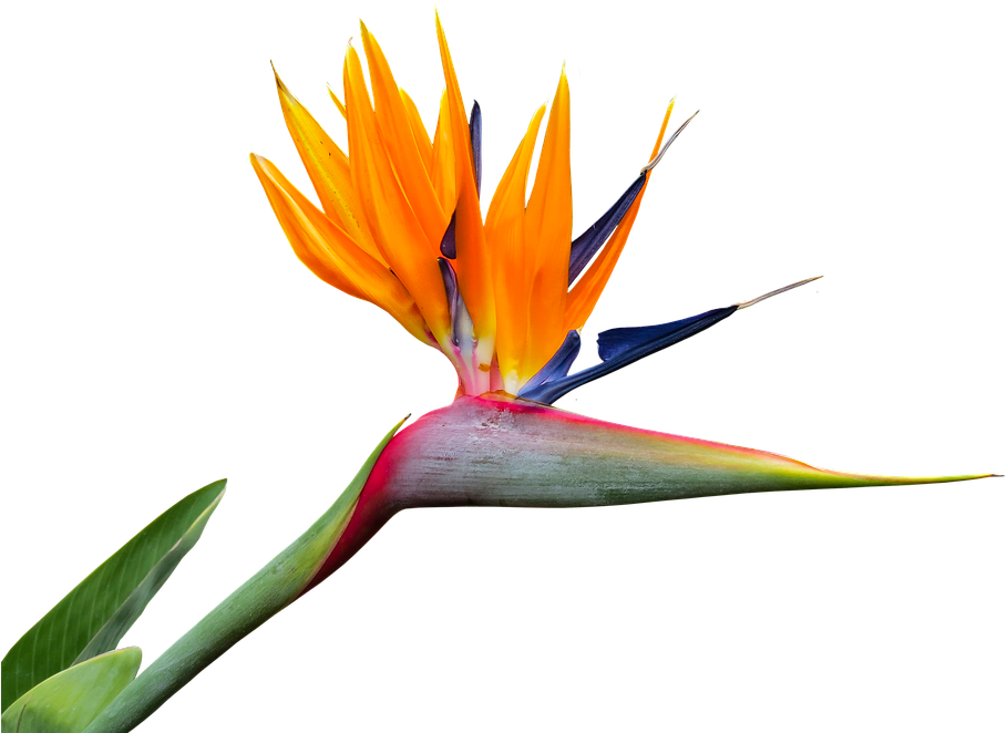 Caudata, Strelitzia, Bird Of Paradise Flower, Isolated - Bird Of Paradise Png (960x720), Png Download