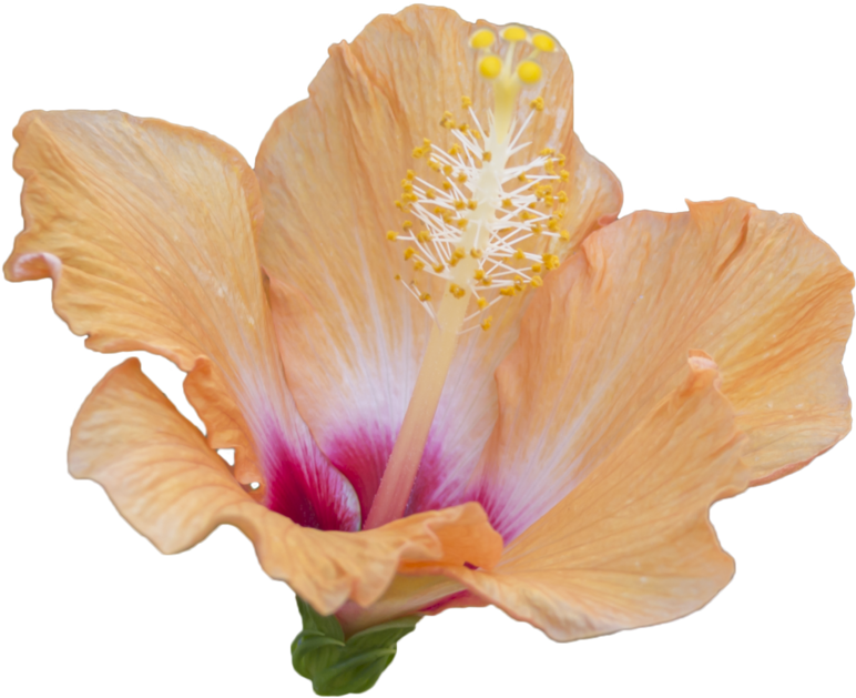 Orange Flower Free To - Hawaiian Hibiscus (1024x731), Png Download