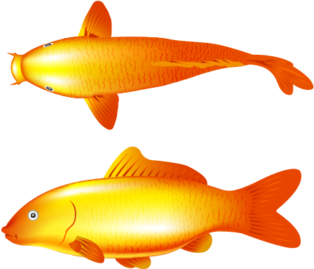 Go To Image - Common Carp (1200x628), Png Download