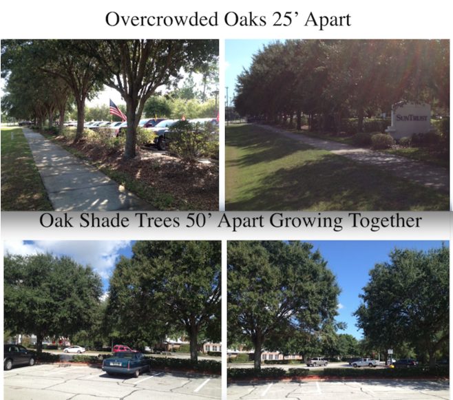 Palm Coast Observer (870x580), Png Download