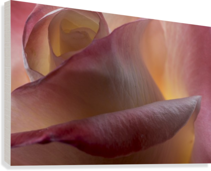 Winter City Landscape With Bushes And Trees Covered - Close-up (429x347), Png Download