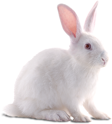 Free Icons Png - White Rabbit Png (450x430), Png Download