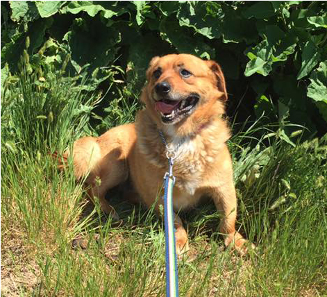 Low Rider Is A Male, 4 Year Old Corgi X Chihuahua - Labrador Retriever (800x750), Png Download
