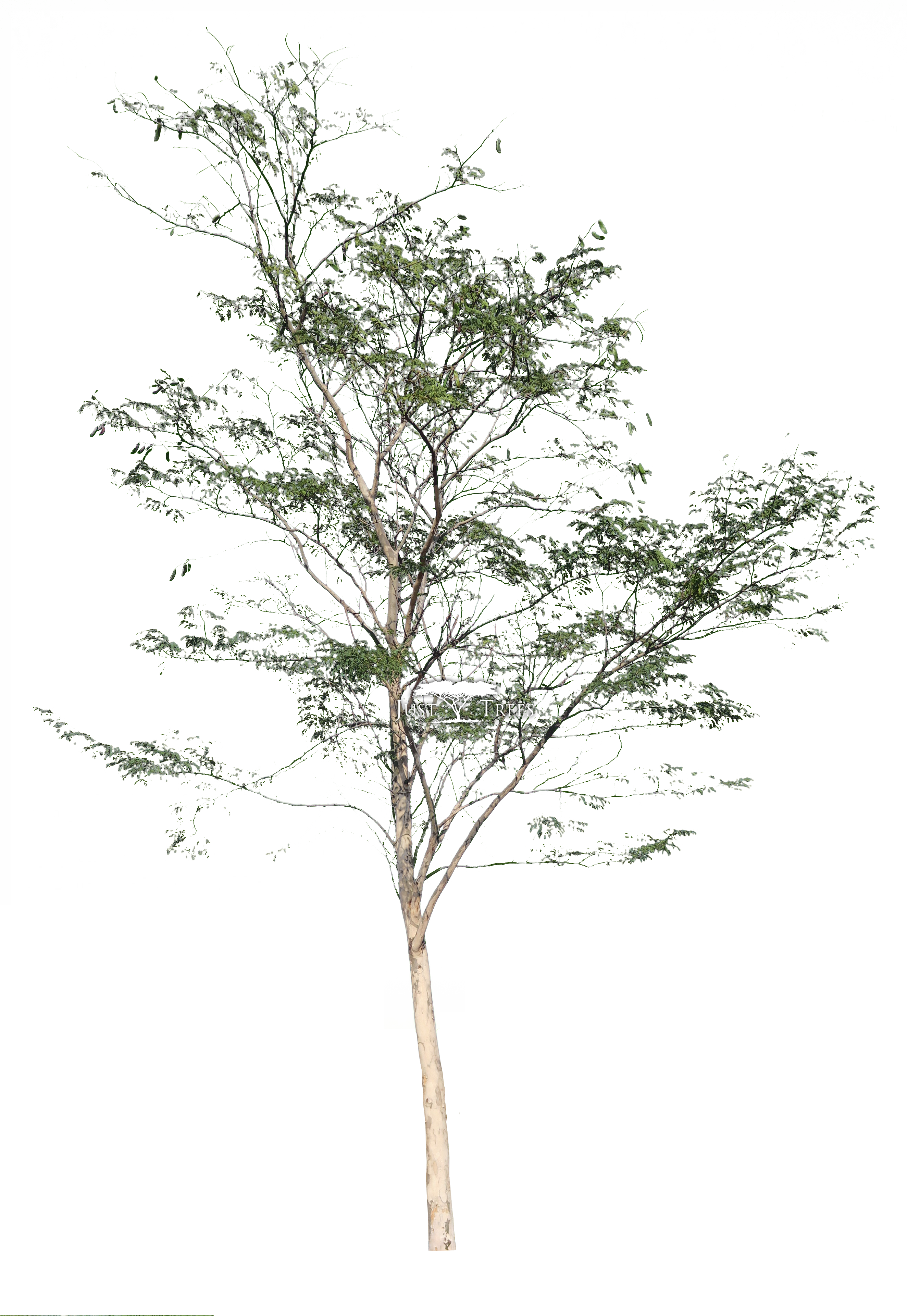 Caesalpina Ferrea Autumn Common Name Leopard Pngs - Leopard Tree Png (2648x3842), Png Download