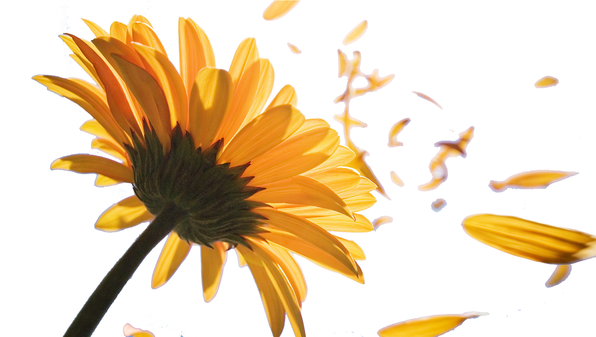 Sunflower Petals Png Png Black And White Library - Cube U27gt Super Tablet Pc 8gb, 8.0 (1920x1080), Png Download