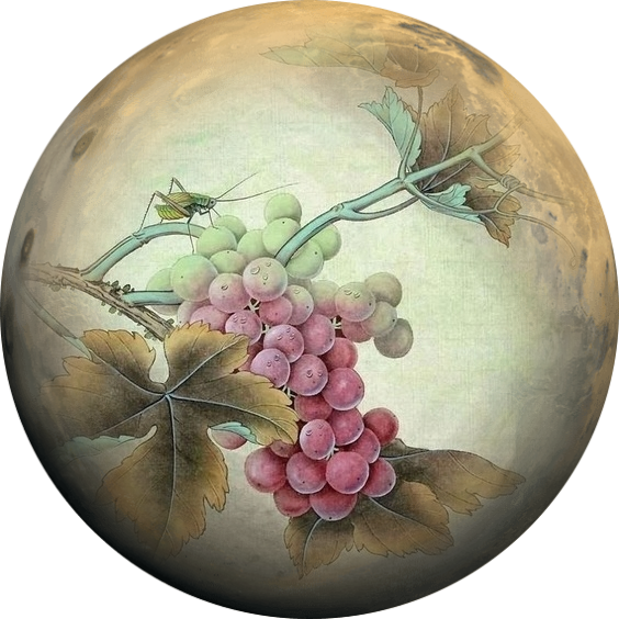 Circle %2845%29 - Seedless Fruit (564x564), Png Download