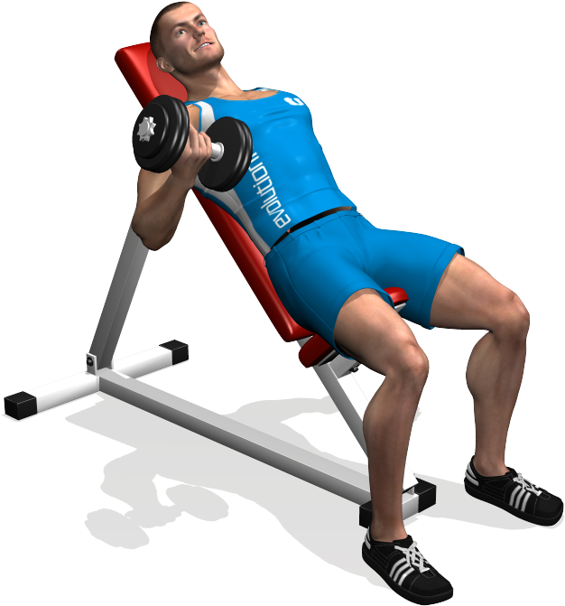 Alternate Incline Dumbbell Curl Involved Muscles During - Bicipiti Manubri Panca Inclinata (700x700), Png Download