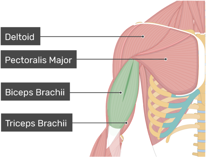 An Anterior View Of The Arm Muscles With Labels For - Biceps Brachii And Triceps Brachii (770x550), Png Download