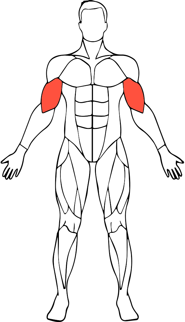 Biceps - Muscle (600x1047), Png Download