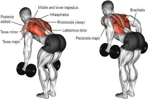 Bent Over Dumbbell Row - Muscles Do Dumbbell Rows Work (812x337), Png Download