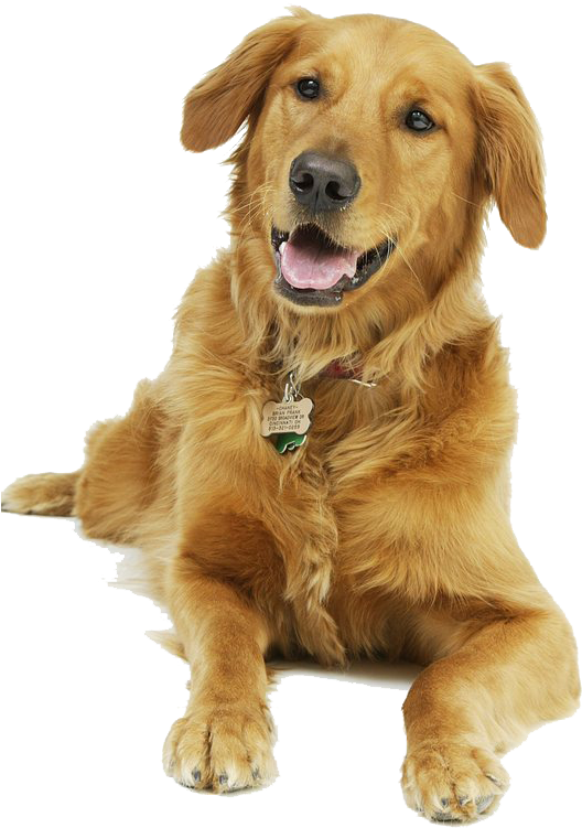 Dog - I M Not Alone I Have A Dog (585x800), Png Download