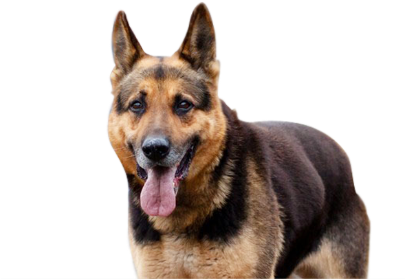 Huge German Shepherd Breed Dog - German Shepherd Sitting Png (588x443), Png Download
