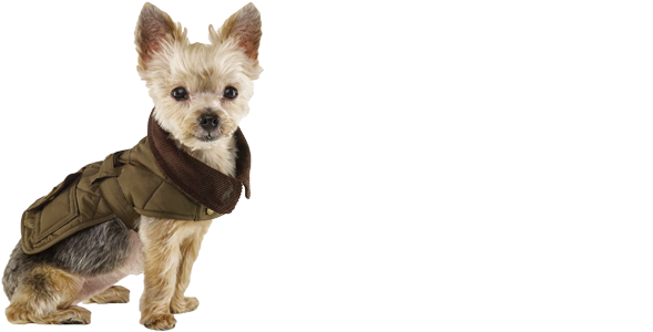 Small Dog Sitting Png (920x350), Png Download