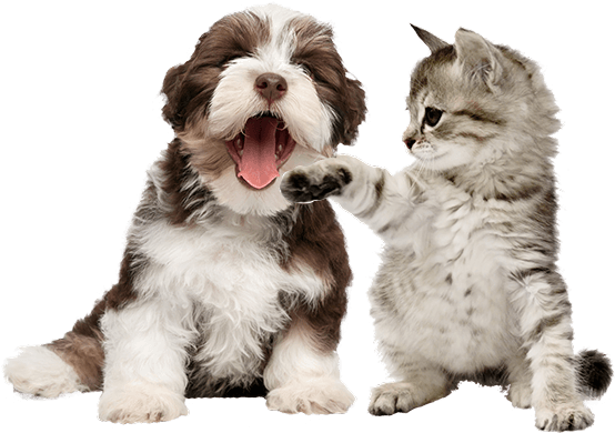 Pet Sitting In West University & River Oaks - Pet Carrier Backpack Dog 10kg (560x396), Png Download
