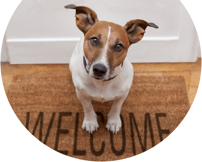 Welcome Home Puppy (840x671), Png Download