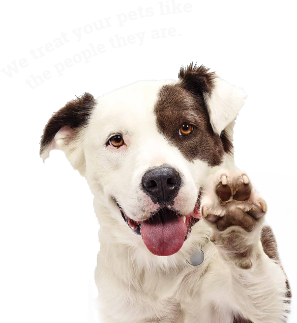 Dog Sitting Services - Adopcion De Perros Callejeros (604x658), Png Download