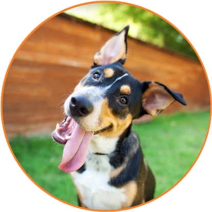 Dog Walker And Pet Sitter Faq - Dog Christmas Wishes Christmas Card | Christmas Cards (500x500), Png Download