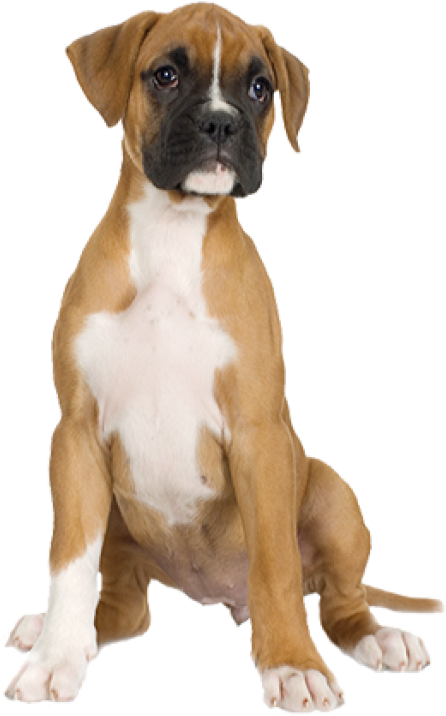Dog Half Sitting Png - Boxer Puppy (600x788), Png Download