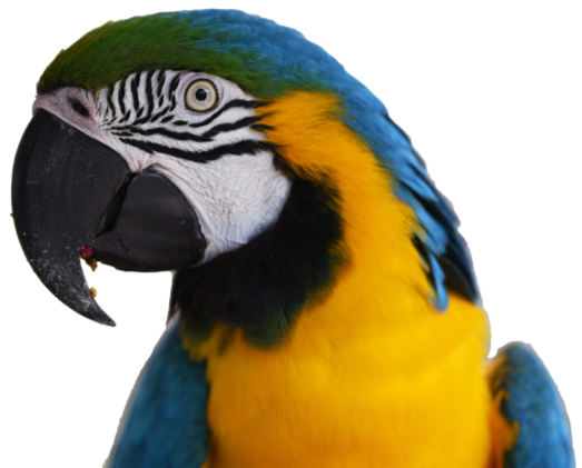 Dog Sitting Jobs Near Me - Parrot Face Side (529x423), Png Download