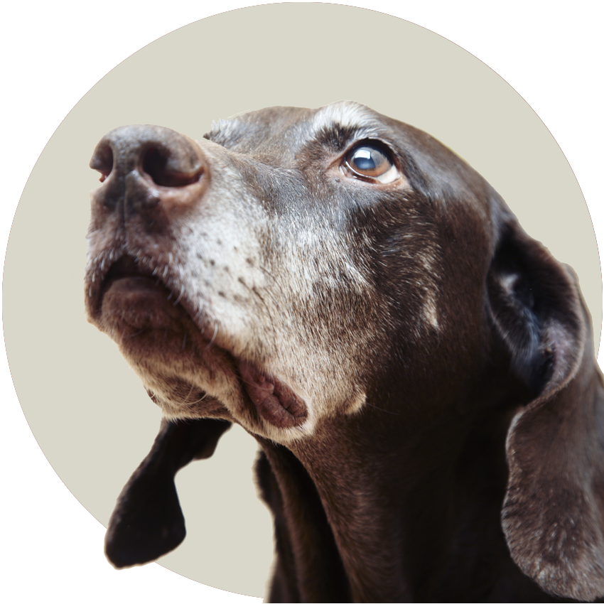 Overnight Pet Sitting Package - Blessed Is The Person Who Has Earned (850x850), Png Download