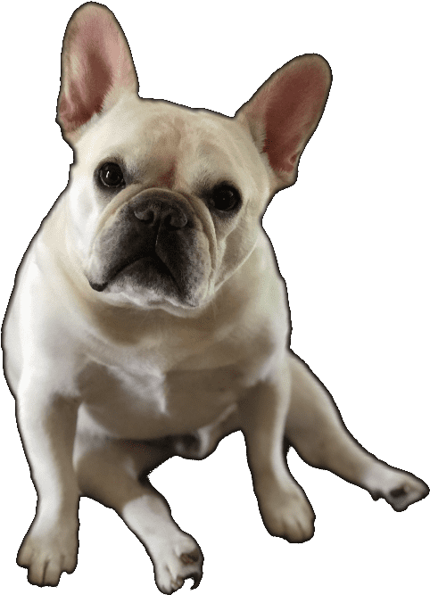 Lucky Dog Day & Night Care Doggy Daycare & Dog Boarding - Oregon (492x674), Png Download