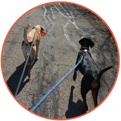 Dog Walking (400x400), Png Download