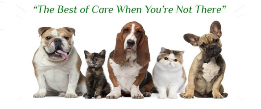 Two Cats Two Dogs (853x480), Png Download