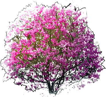 Happy Birthday Little Man Posted By Magnolia Tree - Magnolia Drzewo Png (400x335), Png Download