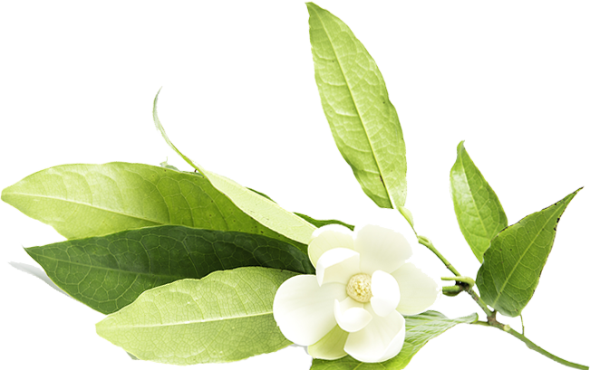 In The Heaven Of 'empyrean' Magnolia - Gardenia (651x409), Png Download