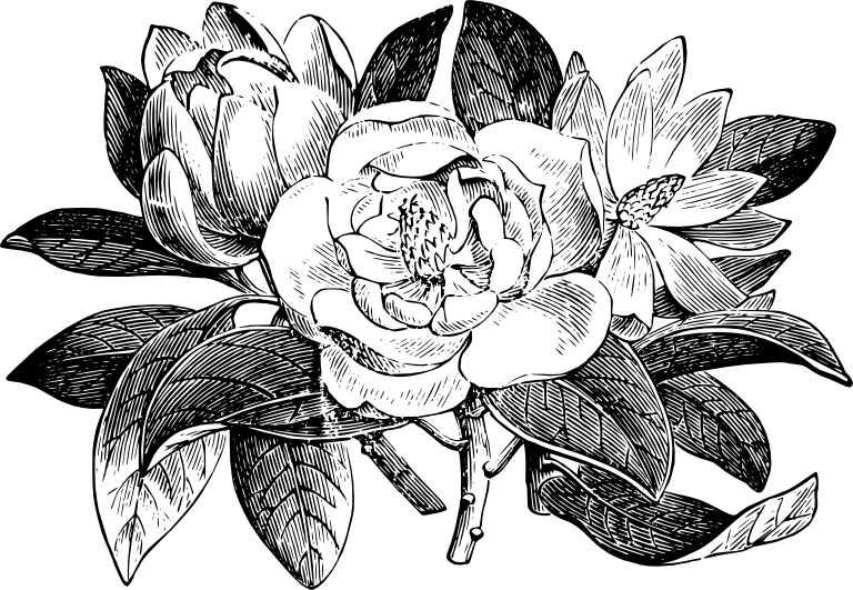 28 Collection Of Magnolia Drawing Png - Elements Of Materia Medica And Therapeutics (768x531), Png Download