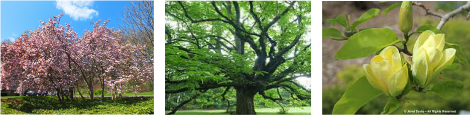 Magnolia Acuminata (938x231), Png Download