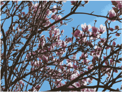 Magnolia Plants Computer Icons Flowering Plant Diddl - Magnolia (483x340), Png Download