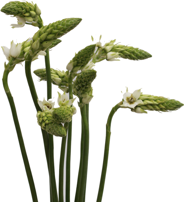 Angelica (700x700), Png Download