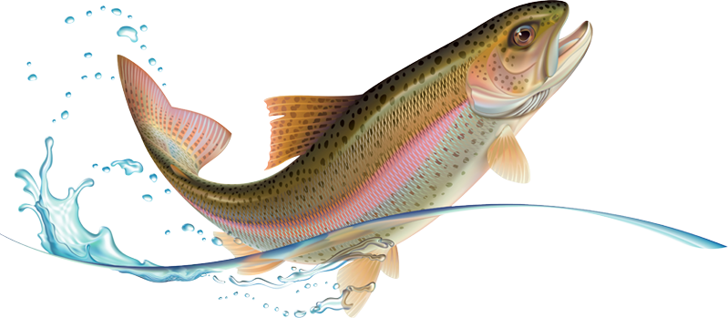 Illustration Of Leaping Rainbow Trout - Jumping Rainbow Trout (799x349), Png Download