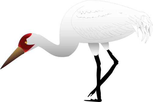 Ian Symbol Grus Americana 1 - Grus Americana (501x336), Png Download