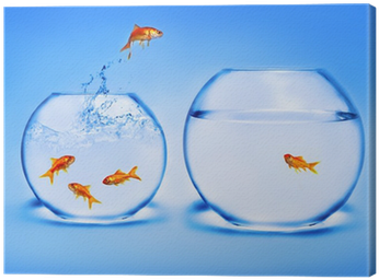 Goldfish Jumping Out Of The Water Canvas Print • Pixers® - Gold Fish Jumping (400x400), Png Download