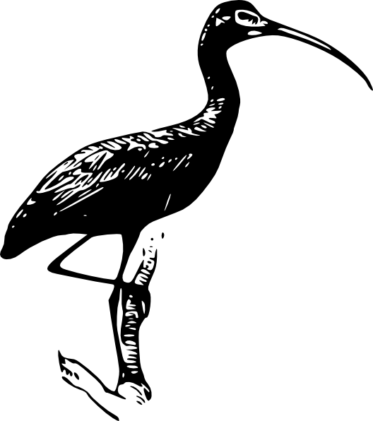 Glossy Ibis Bird Svg Clip Arts 528 X 596 Px (528x596), Png Download