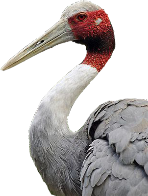 Sarus Crane - Sarus Crane Closeup (400x400), Png Download