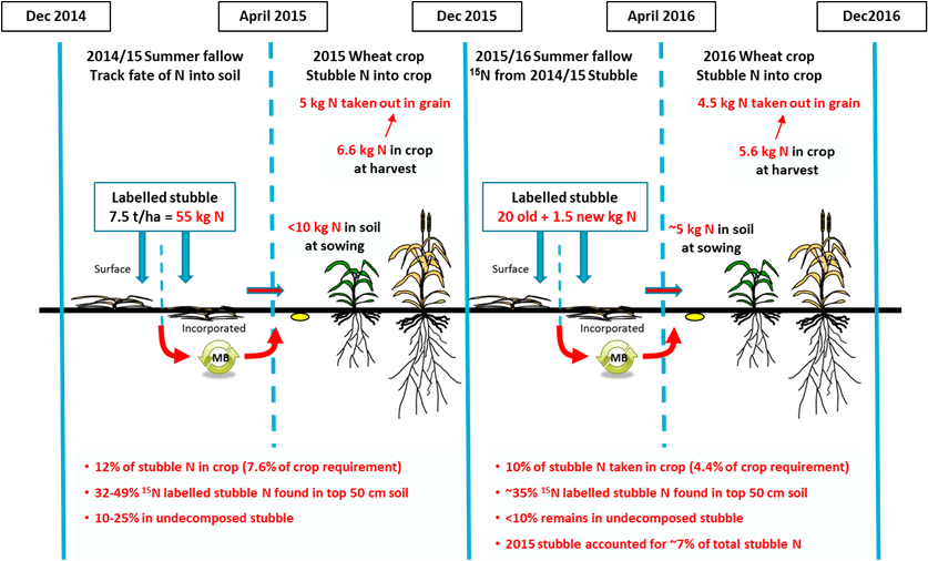 Figure 2 Is An Infographic Depicting The Fate Of The - Wheat (906x506), Png Download