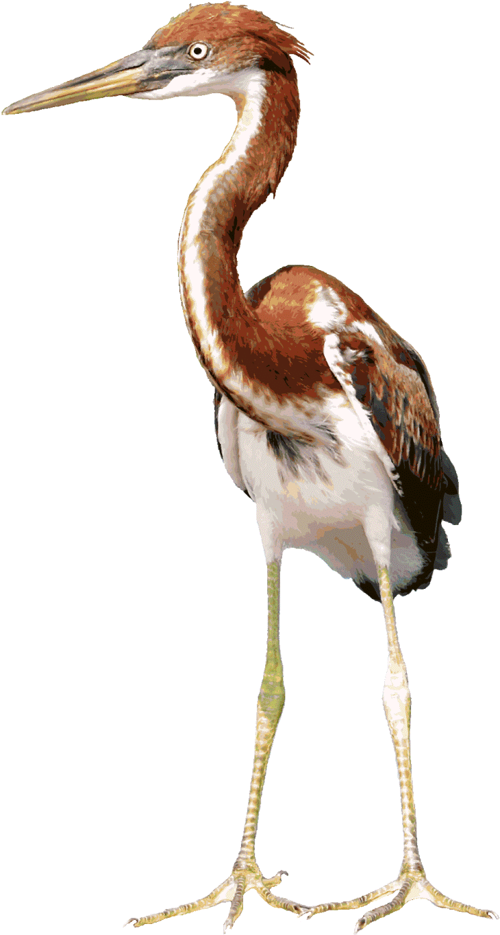 Heron Background Png - Heron (848x1416), Png Download